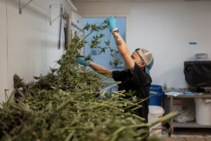 Reclasificación marihuana: salud y negocios
