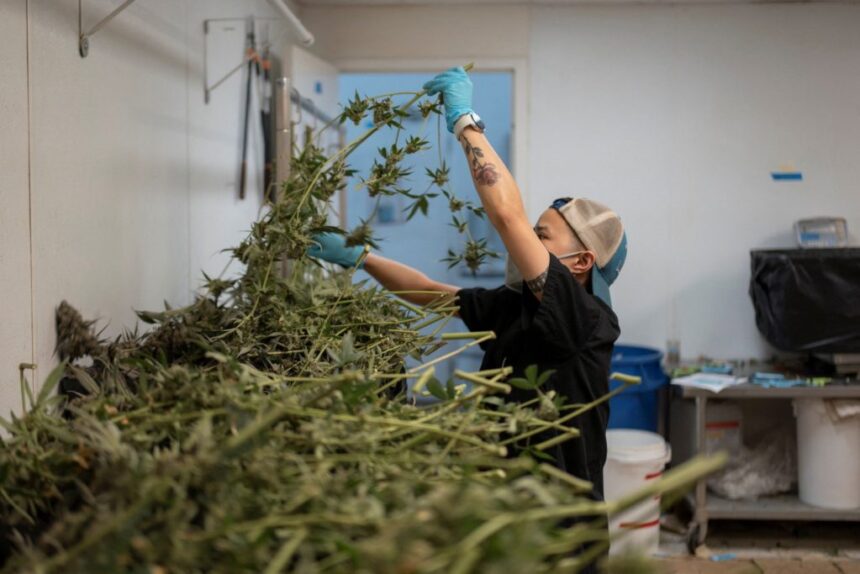 Reclasificación marihuana: salud y negocios
