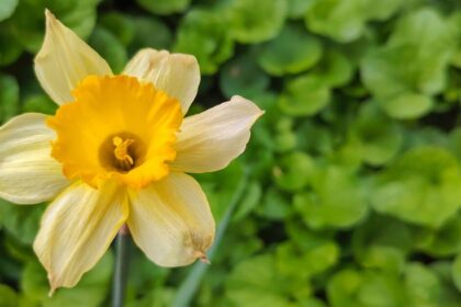 Tarea clave Narcisos ahora