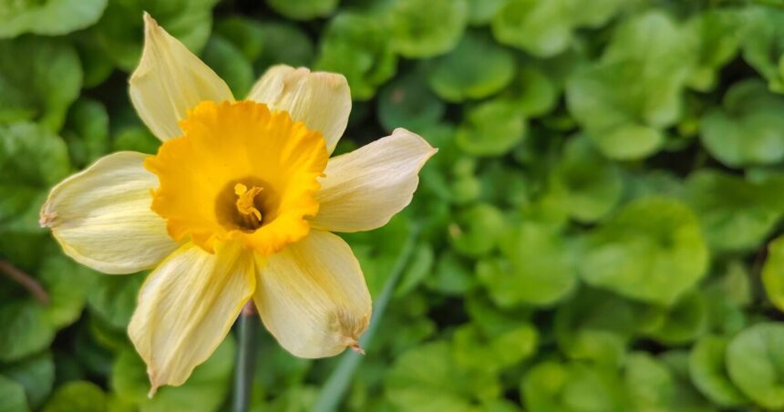 Tarea clave Narcisos ahora