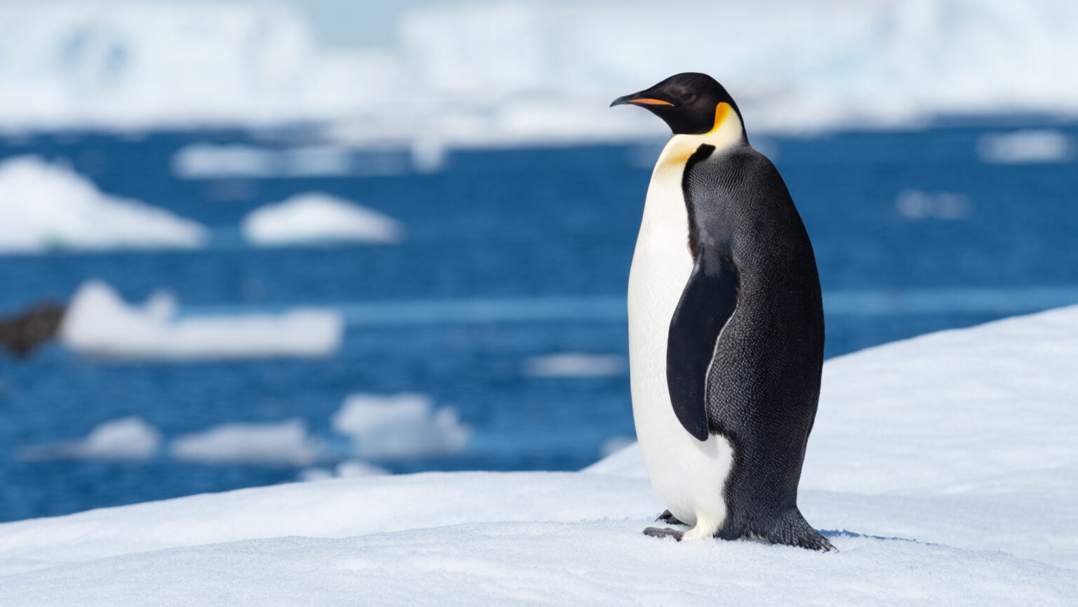 Antártida desprotegida amenaza pingüino emperador