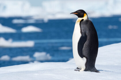 Antártida desprotegida amenaza pingüino emperador