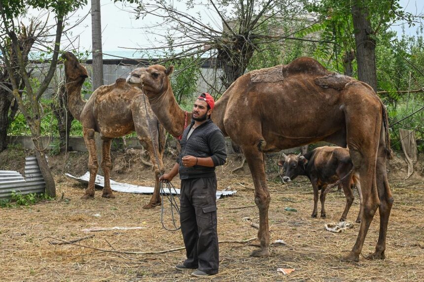Vuelve la fiesta, suben precios Eid.