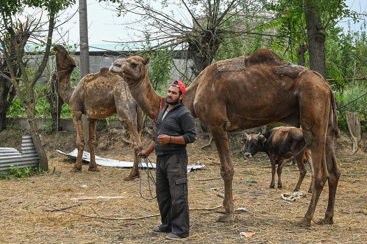 Vuelve la fiesta, suben precios Eid.