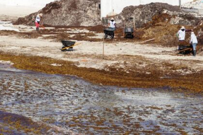 Sargazo amenaza playas de Quintana Roo