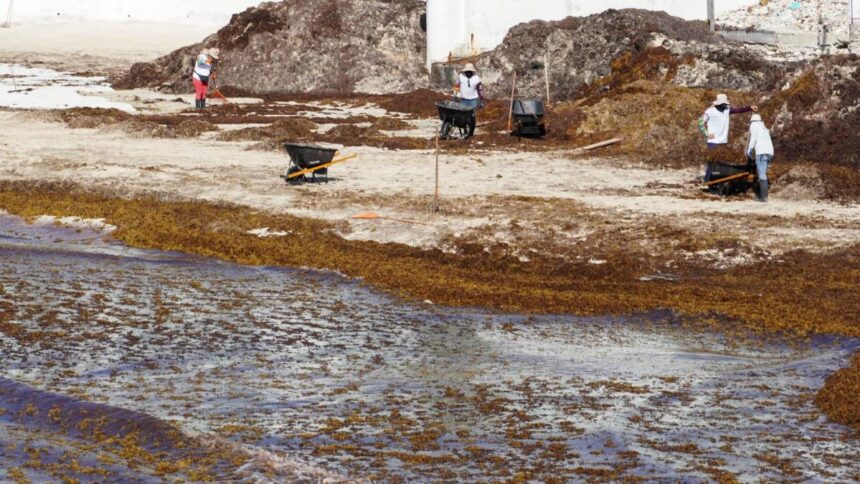 Sargazo amenaza playas de Quintana Roo