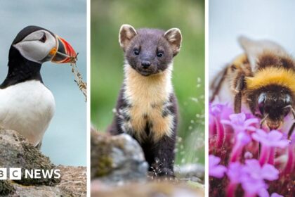 Aves y abejas en lista para billetes