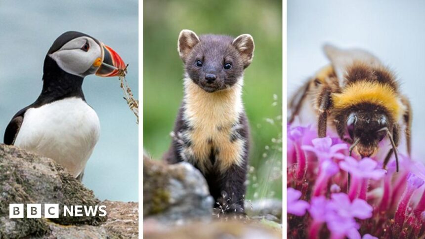 Aves y abejas en lista para billetes