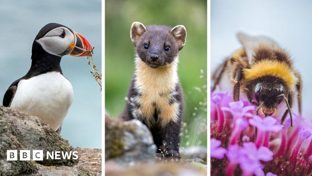 Aves y abejas en lista para billetes