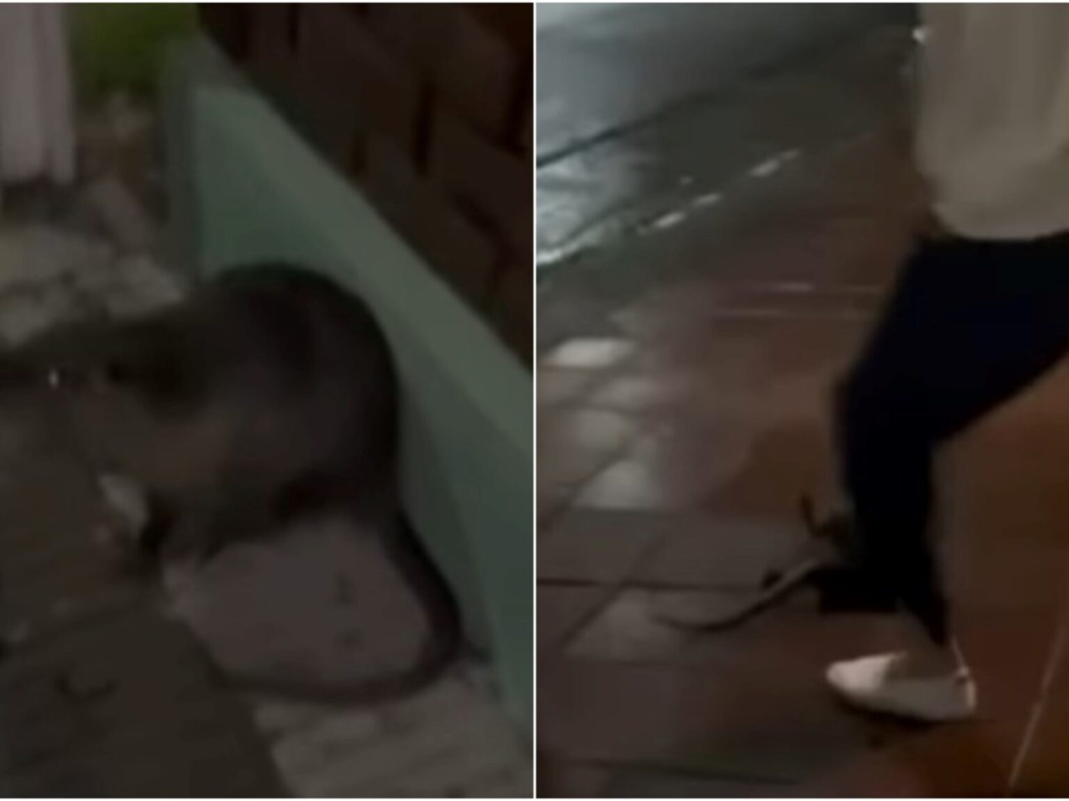 Denuncian crimen de coipo a golpes