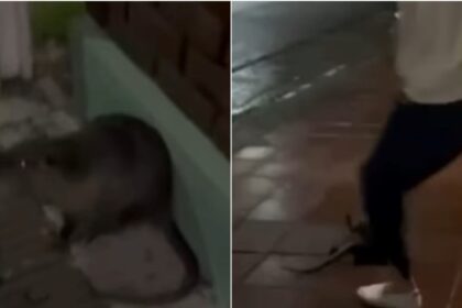 Denuncian crimen de coipo a golpes