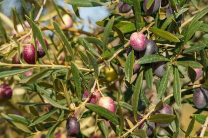 Polémica por la especulación con el aceite tras vender gran parte de la cosecha