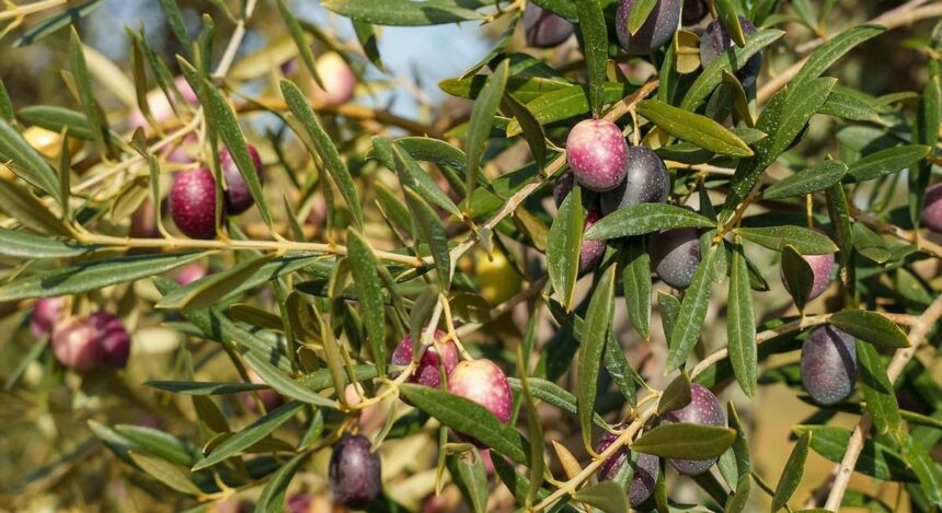 Polémica por la especulación con el aceite tras vender gran parte de la cosecha