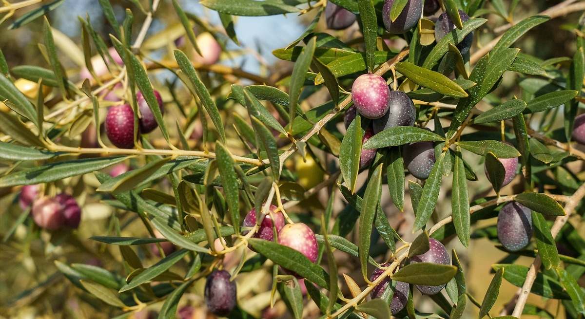 Polémica por la especulación con el aceite tras vender gran parte de la cosecha