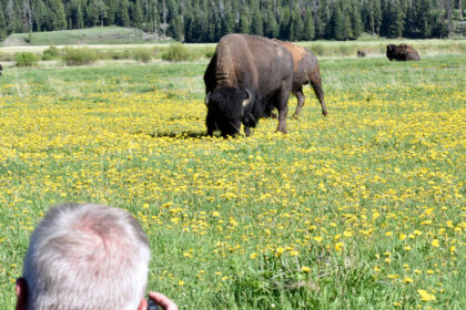 Bisonte embiste y lanza por los aires a turista en Yellowstone