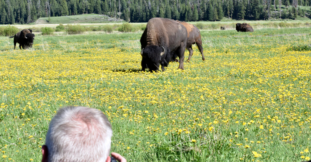 Bisonte embiste y lanza por los aires a turista en Yellowstone