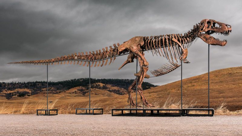 Subastaran un gigantesco T rex y los cientificos expresan su rechazo