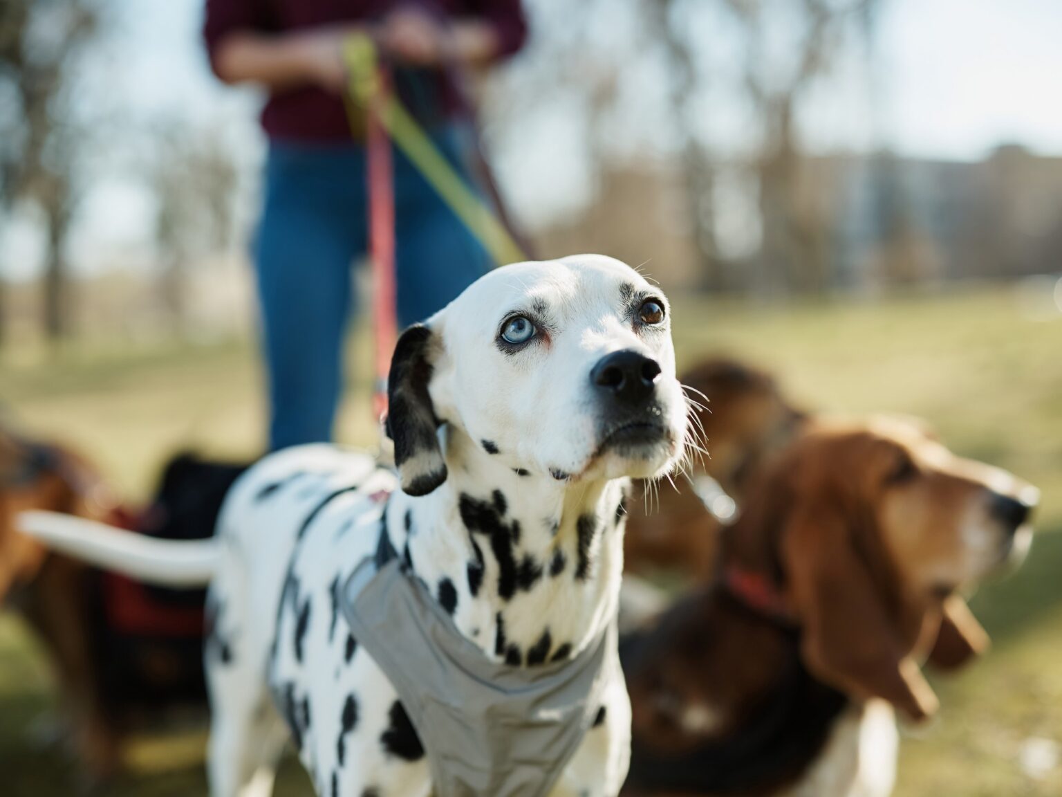 Día Mundial del Perro: origen de la fecha y tips para consentirlo