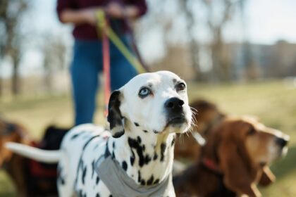 Día Mundial del Perro: origen de la fecha y tips para consentirlo