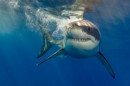 Reaparece el Contender, el extraño depredador marino del Atlántico