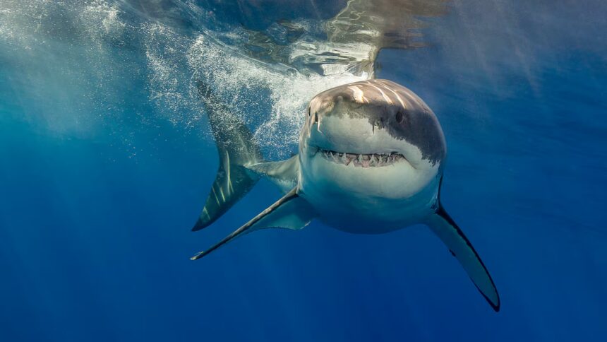 Reaparece el Contender, el extraño depredador marino del Atlántico