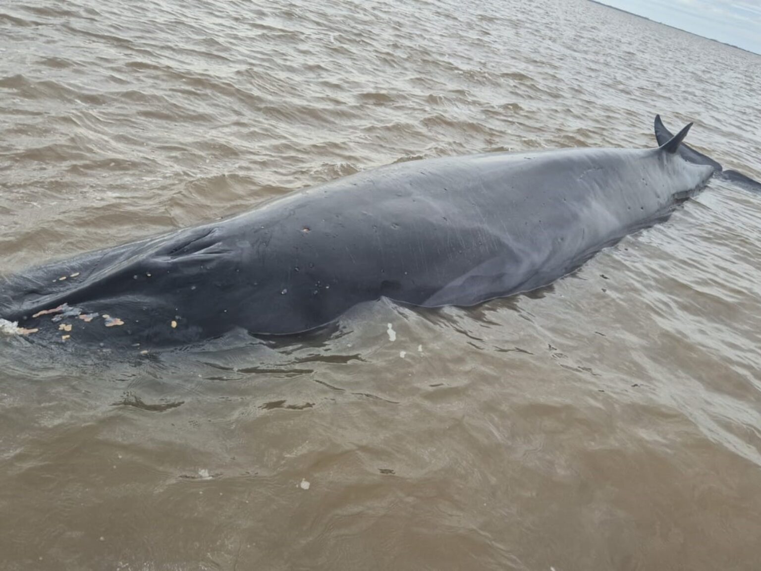 Ballena varada en el Rio de la Plata causa alarma en San Isidro
