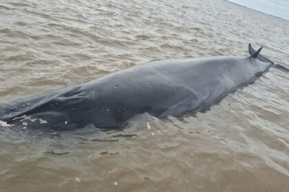 Ballena varada en el Rio de la Plata causa alarma en San Isidro
