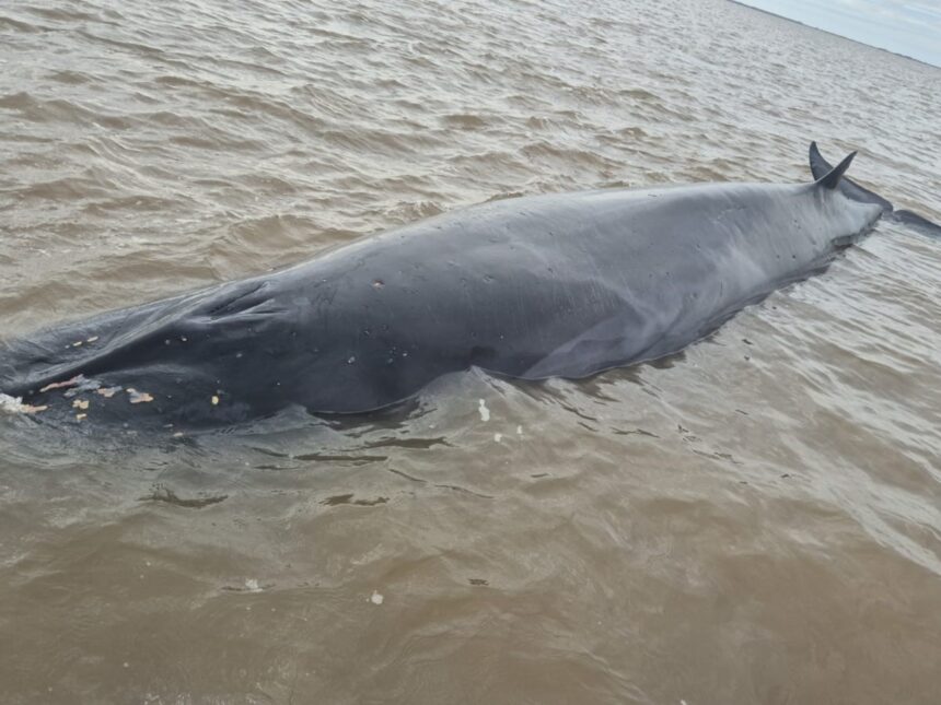 Ballena varada en el Rio de la Plata causa alarma en San Isidro
