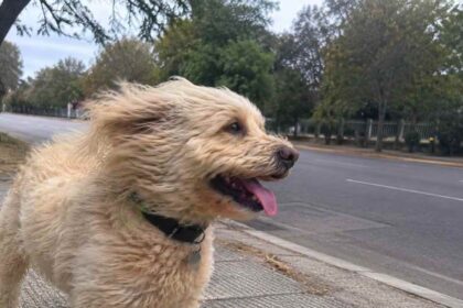 Pronostico del tiempo para Chile: lluvias, vientos y heladas