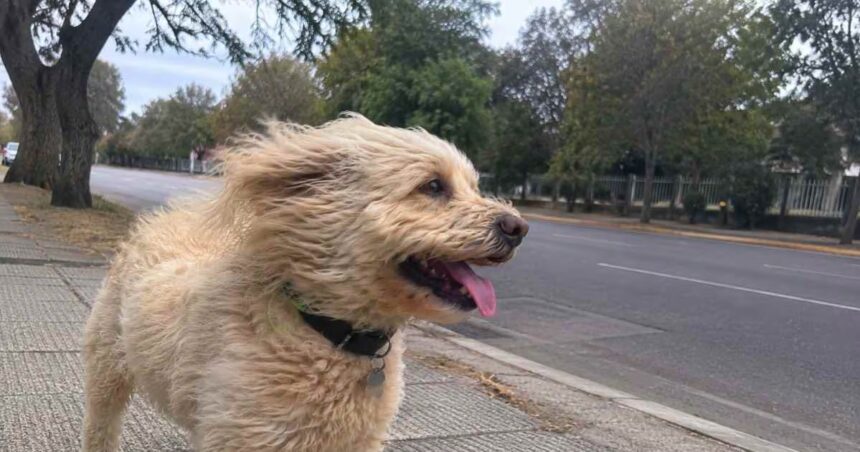 Pronostico del tiempo para Chile: lluvias, vientos y heladas
