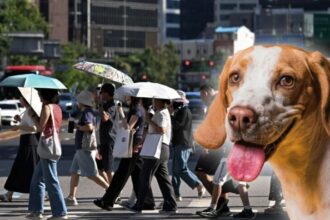 Kim Jong-un: caldo de res canina contra el calor.