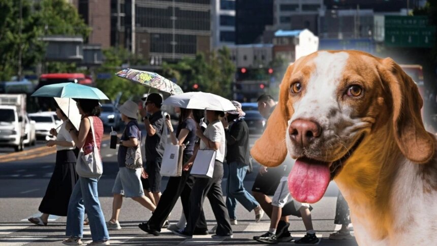 Kim Jong-un: caldo de res canina contra el calor.