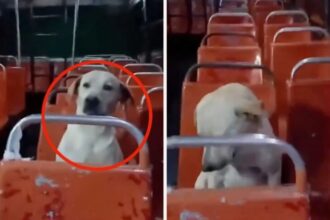 Perro copiloto de bus, viral en la red.
