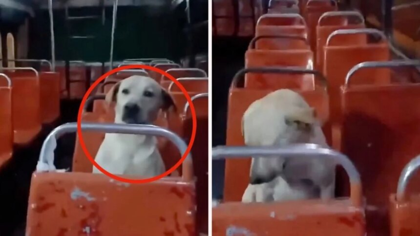 Perro copiloto de bus, viral en la red.