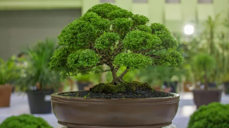 Plantas para signos de tierra