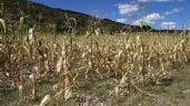 El Niño: 75% de probabilidad histórica.