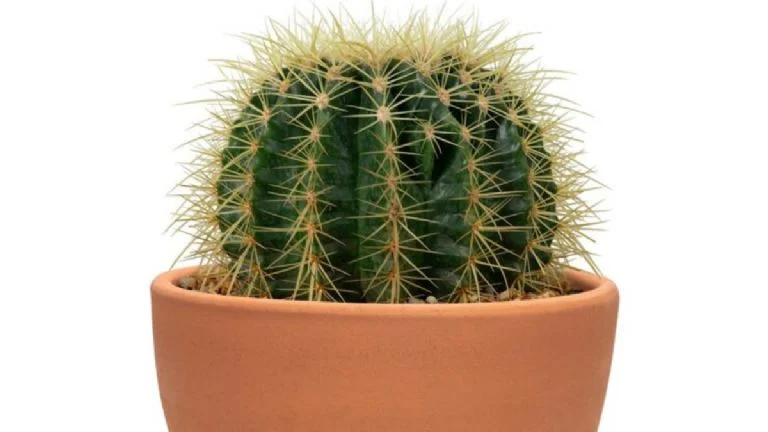 Plantas para signos de fuego