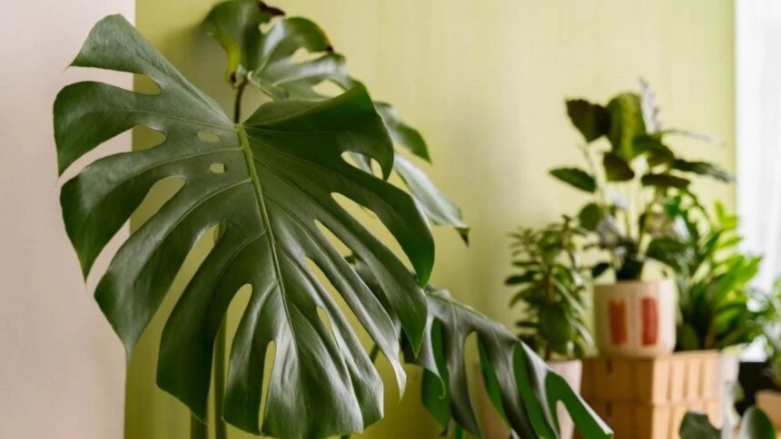 Tu planta según tu signo.