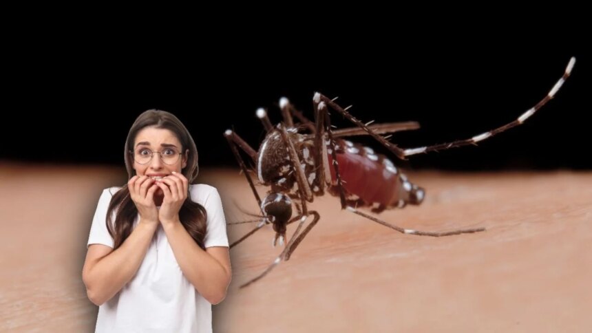 Dengue, chik, zika: lluvias, síntomas y prevención