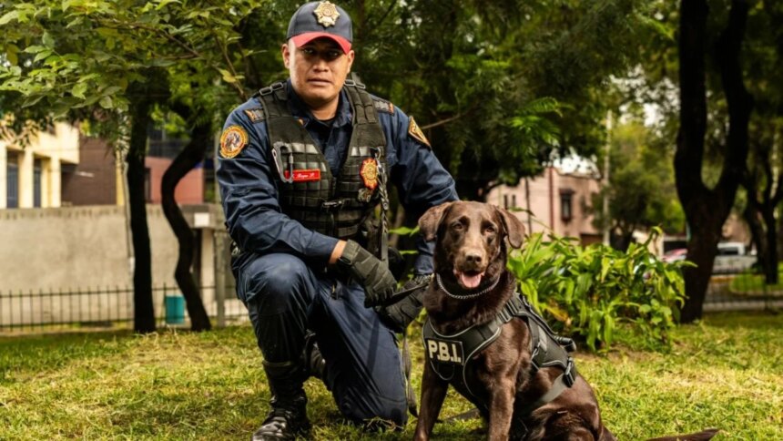 Perros de rescate: Guía visual tras terremoto